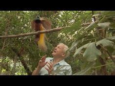 Attenborough, Interrupted ... By a bird of paradise | behind-the-scenes ...