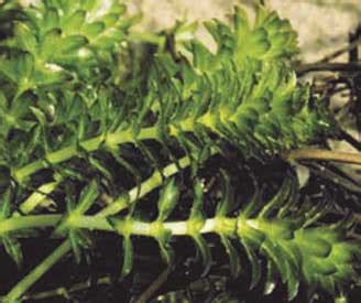 Hydrilla | Invasive Species Program | Nebraska