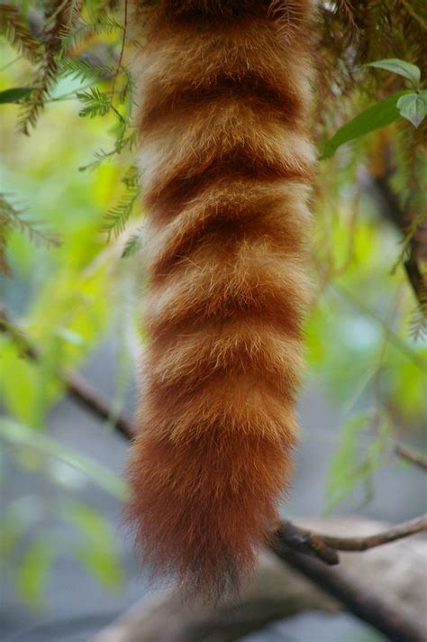 Red panda tail | Taken at the Central Park Zoo | Lorna Robinson | Flickr