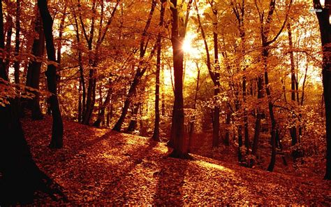 Autumn Forest Aesthetic Desktop Wallpapers - Wallpaper Cave