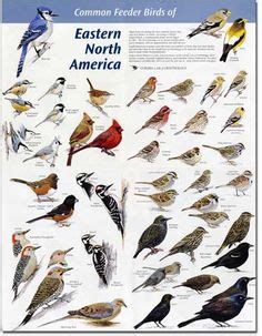 140 Best Ontario Birds ideas | birds, ontario birds, beautiful birds