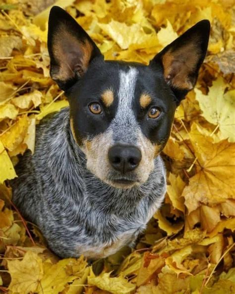 Blue Heeler Lab Mix Facts | Alpha Paw