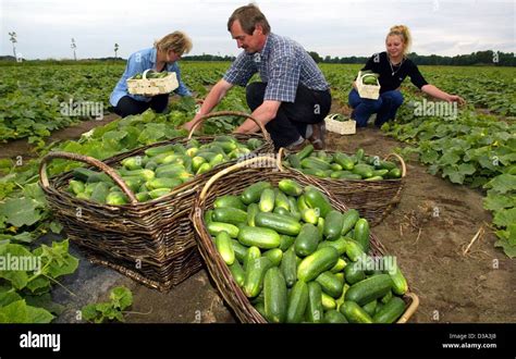 Cucumber Harvest A Field Stock Photos & Cucumber Harvest A Field Stock ...