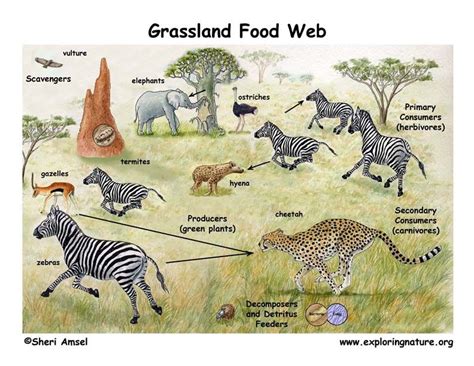 African Grassland Habitat Food Web Puppet Show (Pre-K- Grade 2 ...