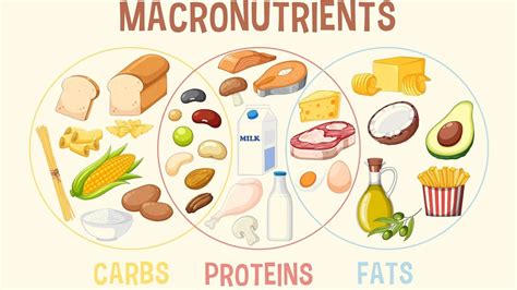 The Role of Macronutrients in Your Diet: Protein, Carbs, and Fats