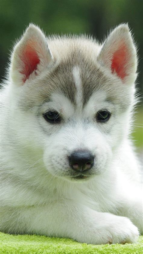 White Siberian Husky Puppy Wallpaper