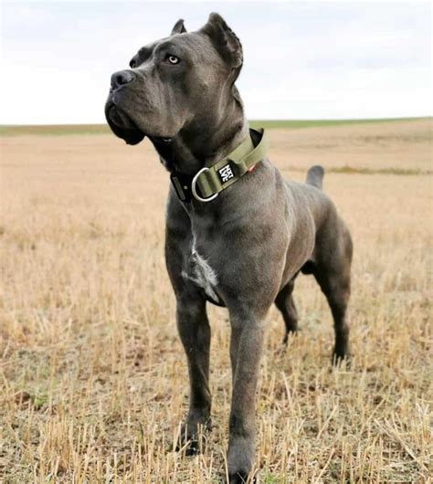 Cane Corso Colors: All Colors Explained (With Pictures)