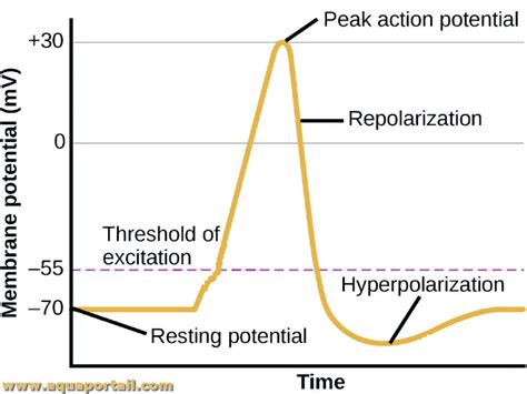 Action Potentials Presentation