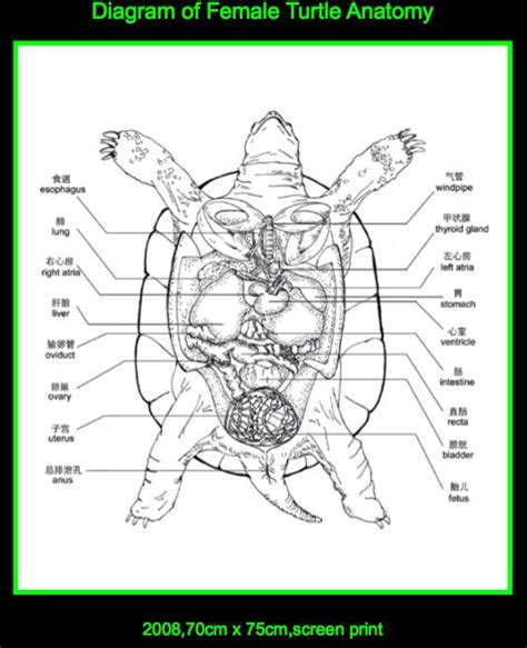 215 best Anatomy. Reptile images on Pinterest