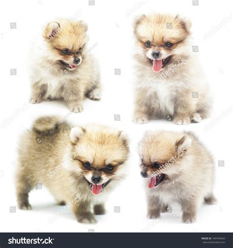 Set Pomeranian Baby White Isolated Background Stock Photo 140744443 ...