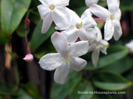 Chinese Jasmine Plant Care: Grow Jasminum Polyanthum Indoors