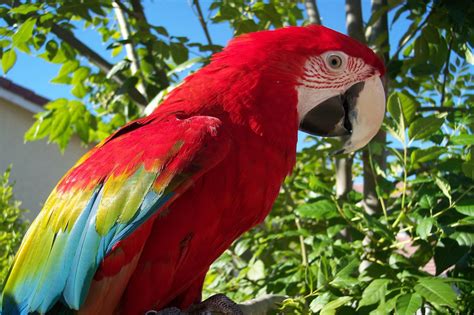 Scarlet Macaw | Beauty Of Bird