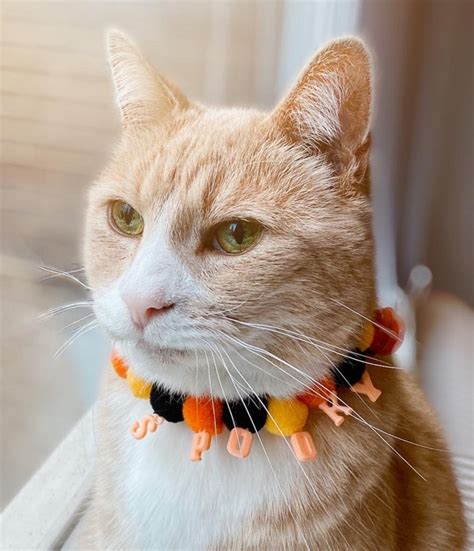 6 Spooky Halloween Cat Collar Options (2022) I The Discerning Cat