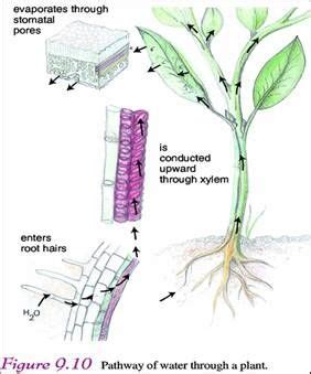 Capillary Action In Plants : Considering Celery - Little Acorn Learning ...