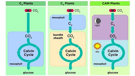 Difference Between C3 And C4 Plants