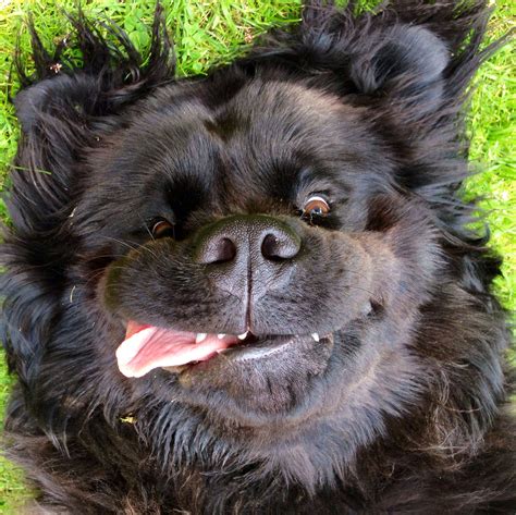 My beautiful Newfoundland dog! | Cute dogs, Newfoundland dog, Happy dogs