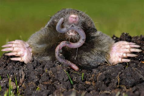 How to Get Rid of Moles in Your Yard