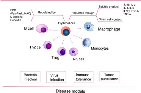 Erythroid Lineage Cells in the Liver: Novel Immune Regulators and Beyond