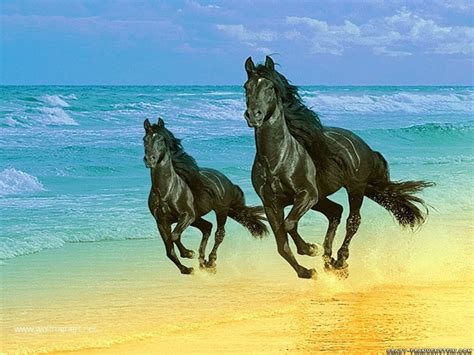 More horse wallpapers! - Horses Wallpaper (15705243) - Fanpop