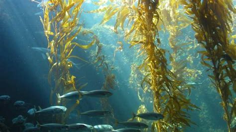 Kelp Farming a Win for the Environment – Current Happenings Across STEM ...