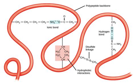 General Principles - Amino Acids Peptides Proteins