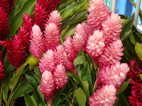 blossoms: Alpinia purpurata (Red Ginger) | Ginger flower, Fragrant ...