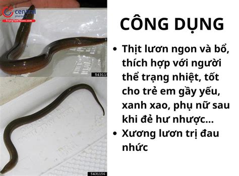 Con Lươn (Monopterus albus Zuiew)- Động vật có nhiều công dụng trong Đông y