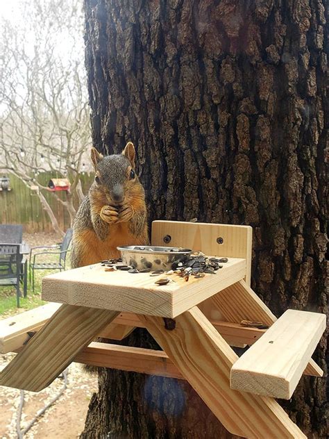 Picnic Table Squirrel Feeder Should Be Your Next DIY Project