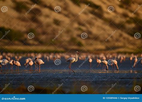 Colony of Flamingos on the Natron Lake.Lesser Flamingo Scientific Name ...