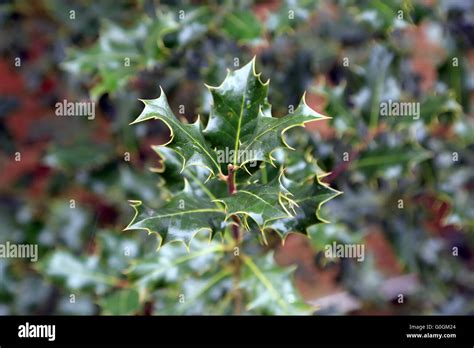 Leaves of common holly Stock Photo - Alamy