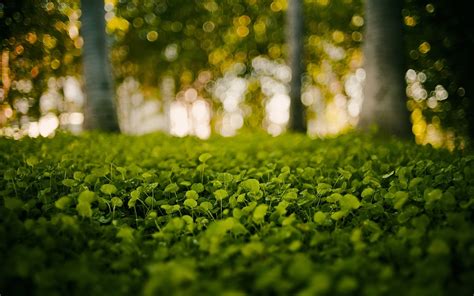 green, Nature, Grass, Bokeh, Blurred, Background Wallpapers HD ...