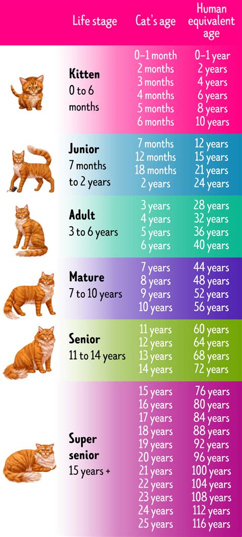 How to Tell a Cat’s Age in Human Years / 5-Minute Crafts