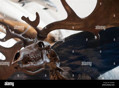 Skull of male extinct mammal Giant Deer Megaloceros giganteus Stock ...