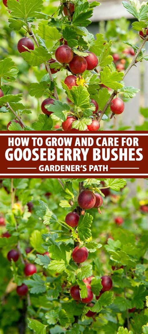 How to Grow and Care for Gooseberry Bushes | Gardener's Path