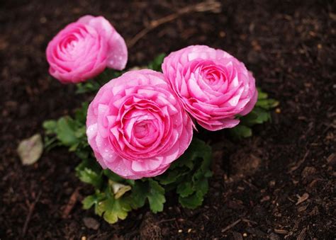 Ranunculus Bulb Storage - Can You Save Ranunculus Bulbs Over Winter ...