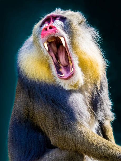 120+ Mandrill Teeth Stock Photos, Pictures & Royalty-Free Images - iStock