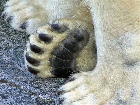 What Color Skin Do Polar Bears Have - Polar Bear Skin Color