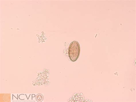 NCVP - National Center for Veterinary Parasitology - Acanthocephala