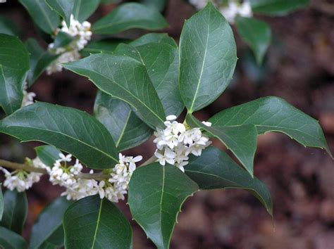 Sweetly fragrant, white flowers of Fortune’s tea olive (Osmanthus x ...