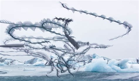 Photographer captures incredible patterns of birds in flight