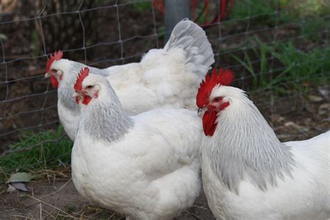 Sussex Chickens - A Complete Guide to the Popular Chicken Breed