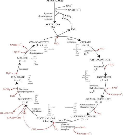 Krebs Cycle Diagram With Enzymes