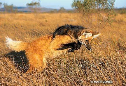 Maned wolf hunting | Maned wolf, Wild dogs, Animals