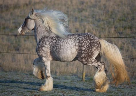 Beautiful markings on this gorgeous draft ( snowflakes )