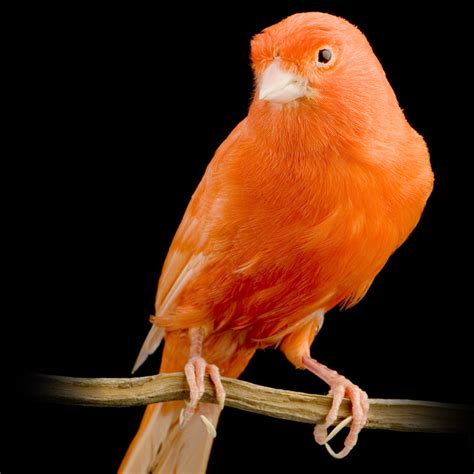 Red Factor Canary – AZ Birds