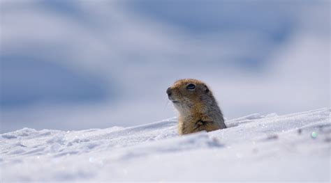 Arctic Ground Squirrels Changing Hibernation Patterns – Eurasia Review