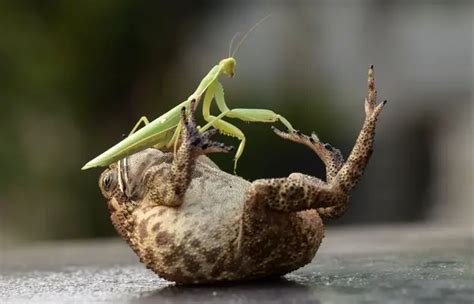 What Do Praying Mantis Eat | Praying Mantis Diet - Animals Time