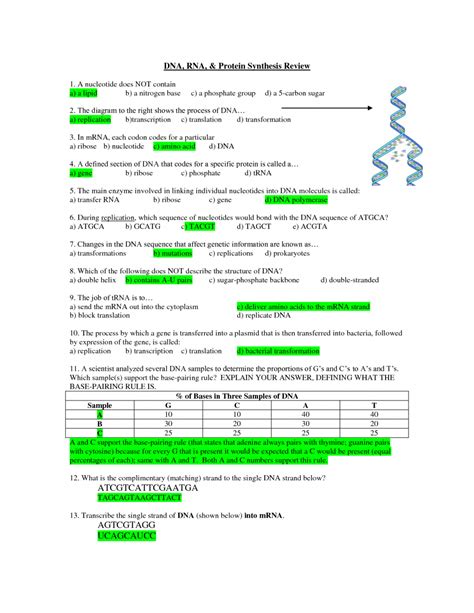 Dna Rna Protein Synthesis Worksheet