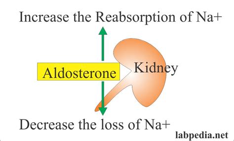 Aldosterone – Labpedia.net