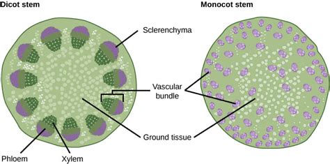 Monocot And Dicot Stem Diagram